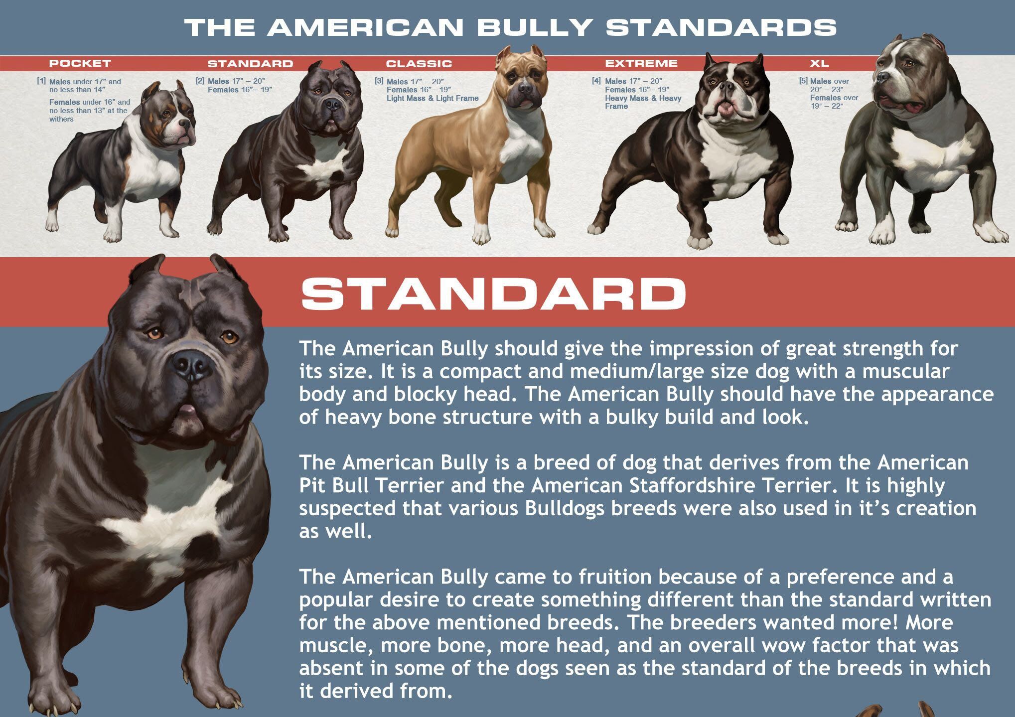 Abkc American Bully Breed Standard - Design Talk