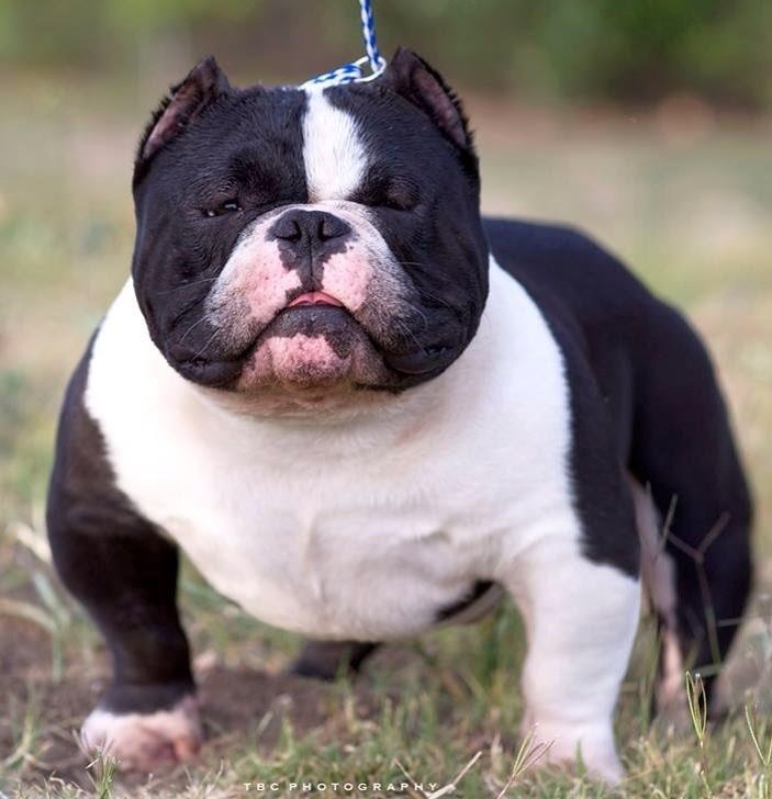 What is an Exotic Bully | Exotic Pocket American bully - Extreme