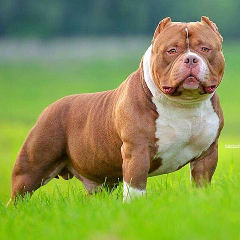 What is an American Bully Breed Exotic Pocket American
